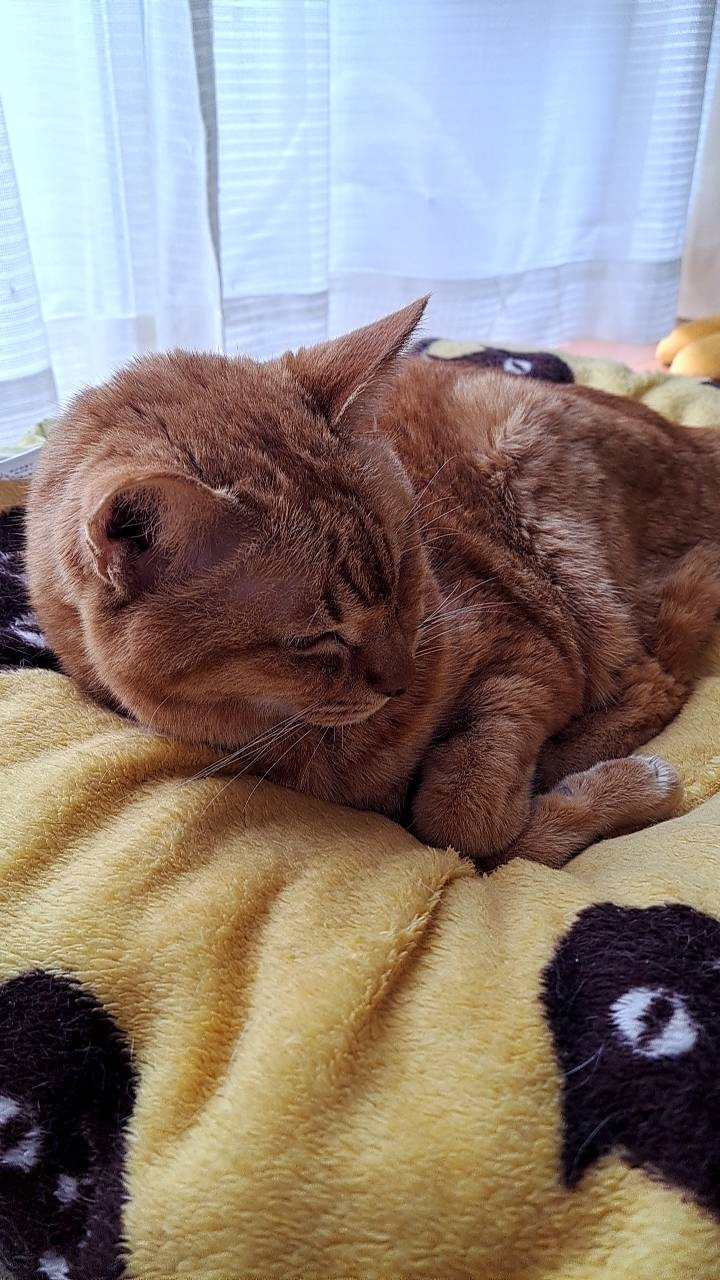 今日のねこの画像