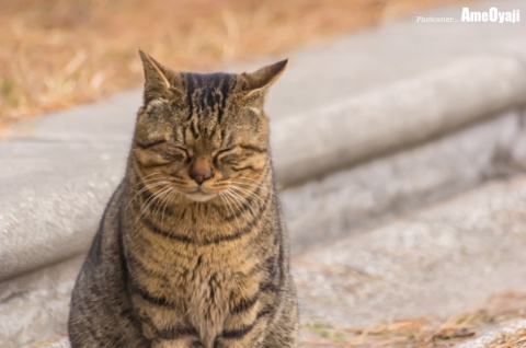 めむめむ♪の画像