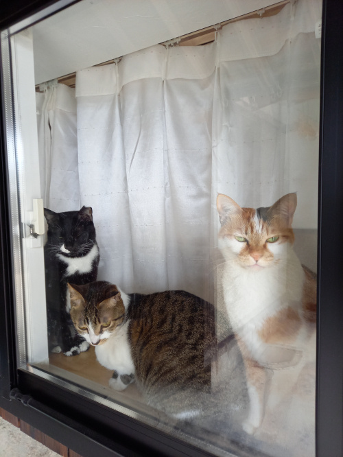 今日のねこの画像