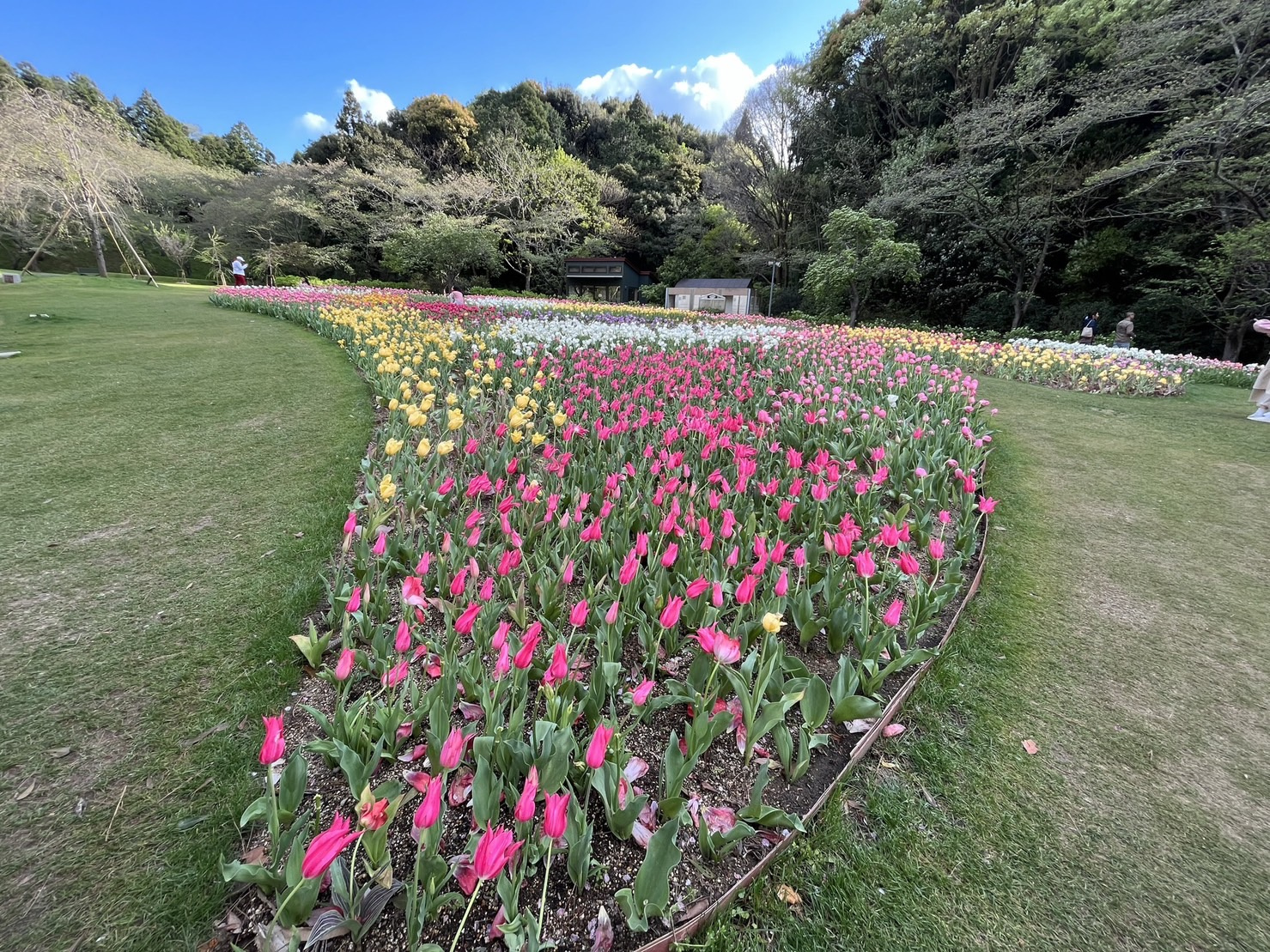 お花見の画像