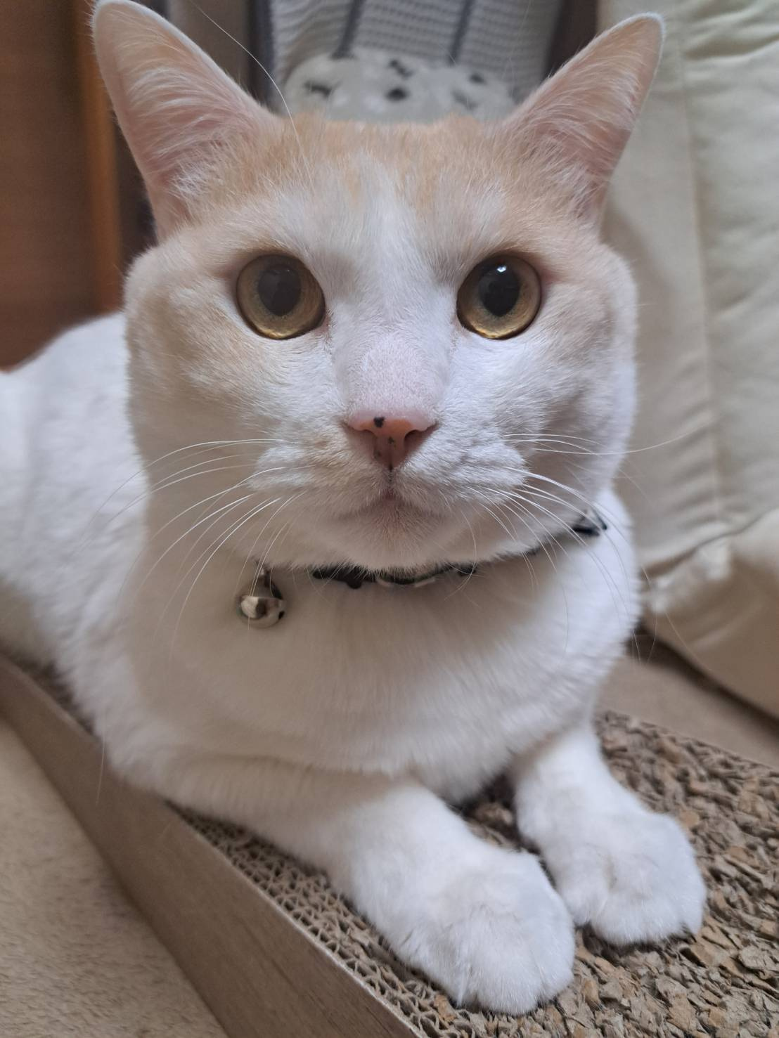 今日のねこの画像