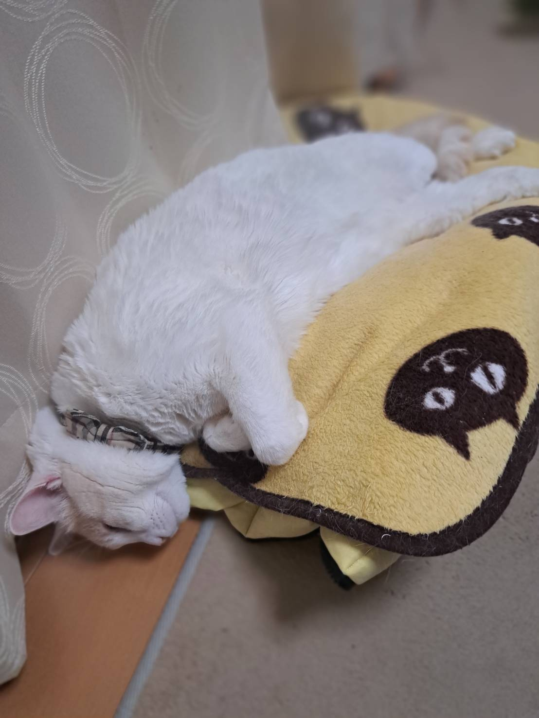 今日のねこの画像