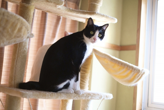 ペットを飼っているマンションの査定額を下げないための注意点を...の画像