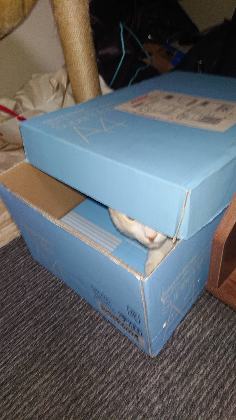 今日のねこの画像