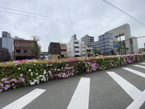 躑躅（ツツジ）のシーズンになりましたの画像