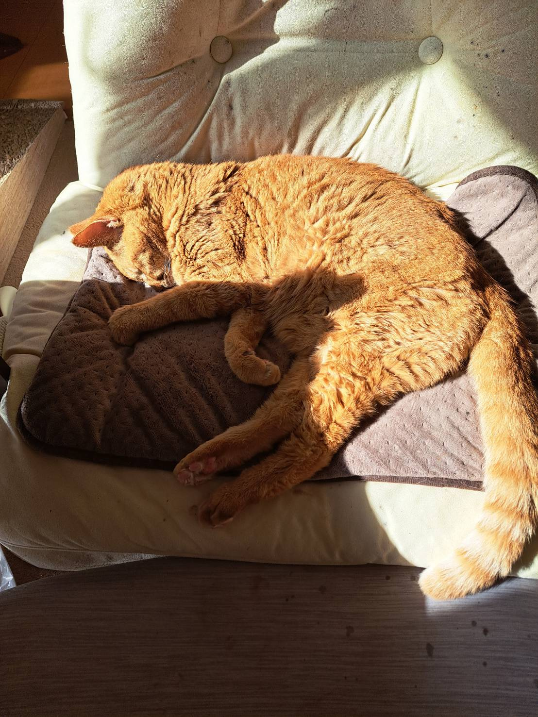 今日のねこの画像