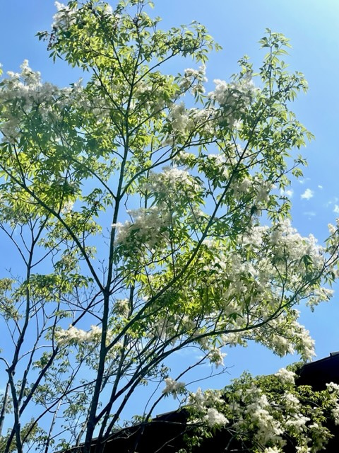 紀友則の名歌の画像