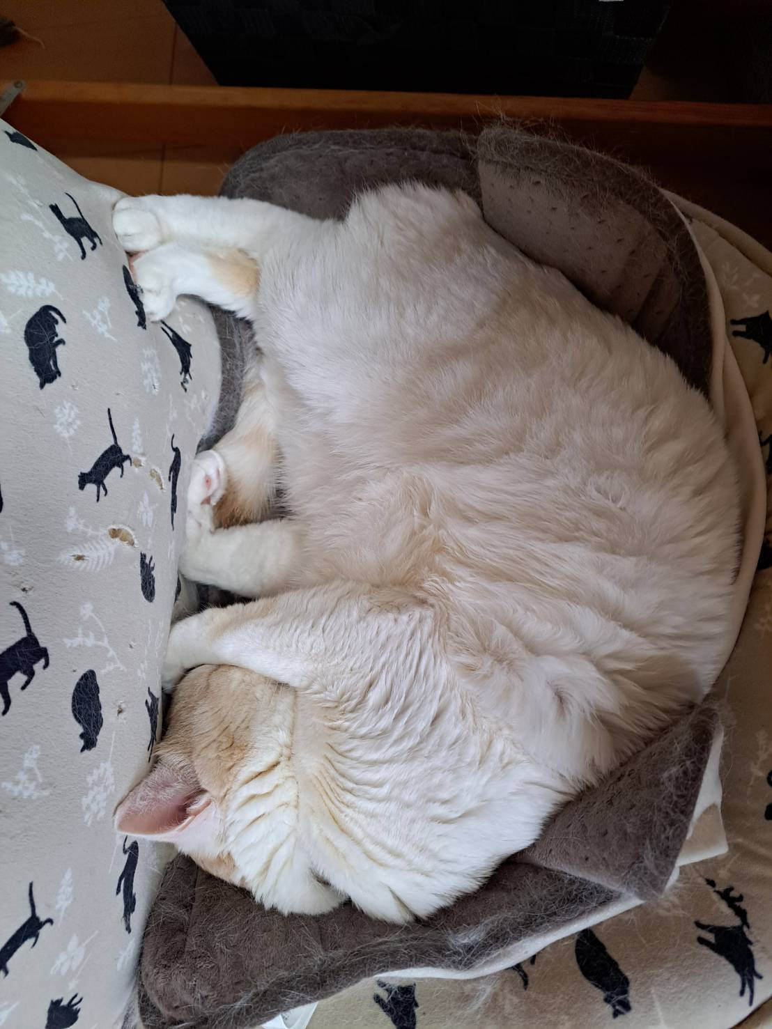 今日のねこの画像