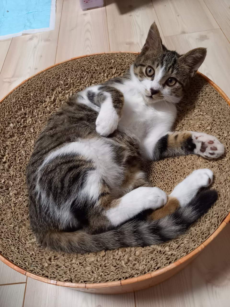 今日のねこの画像