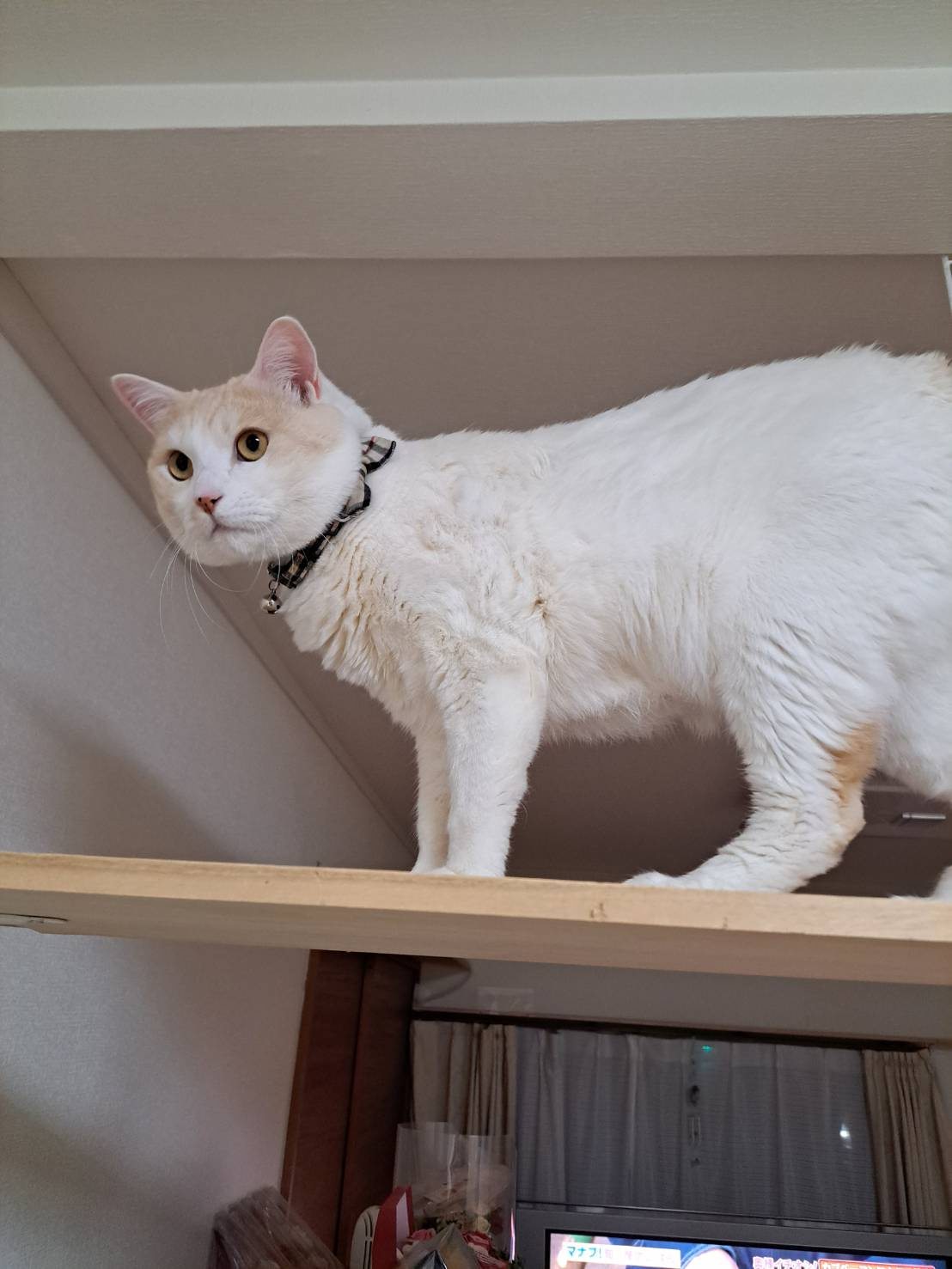 今日のねこの画像