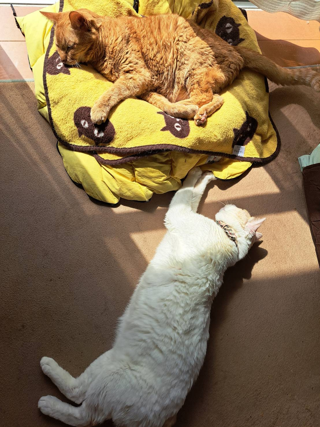 今日のねこの画像
