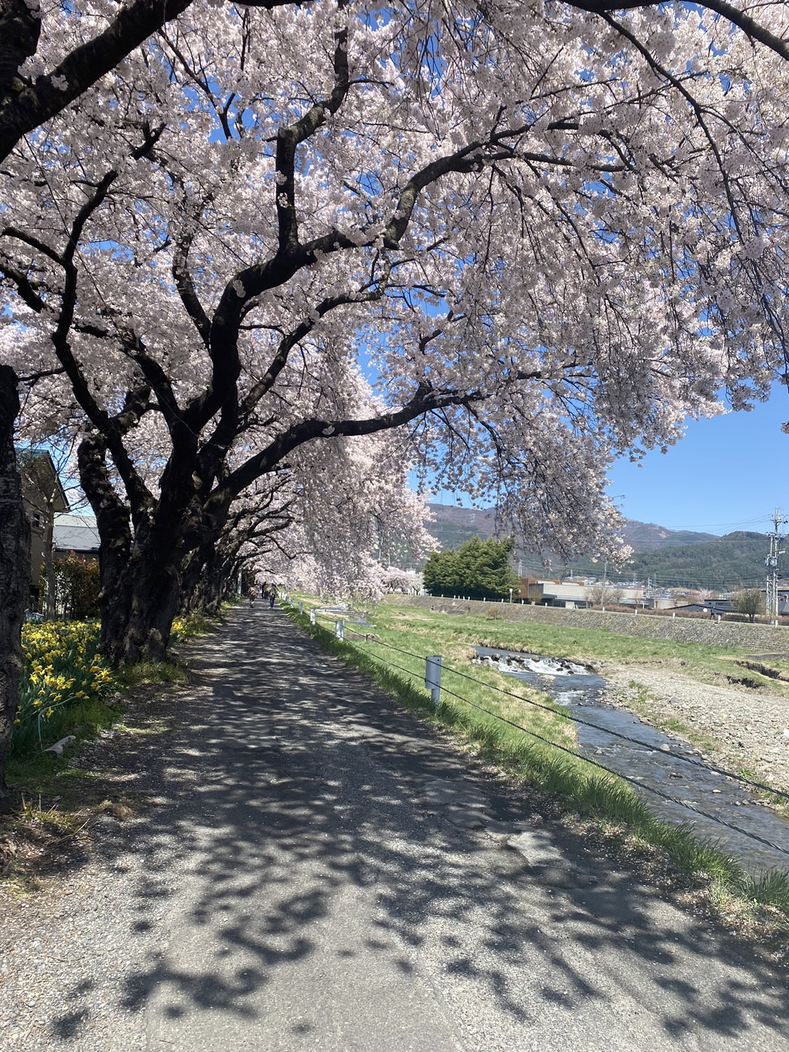 春の画像
