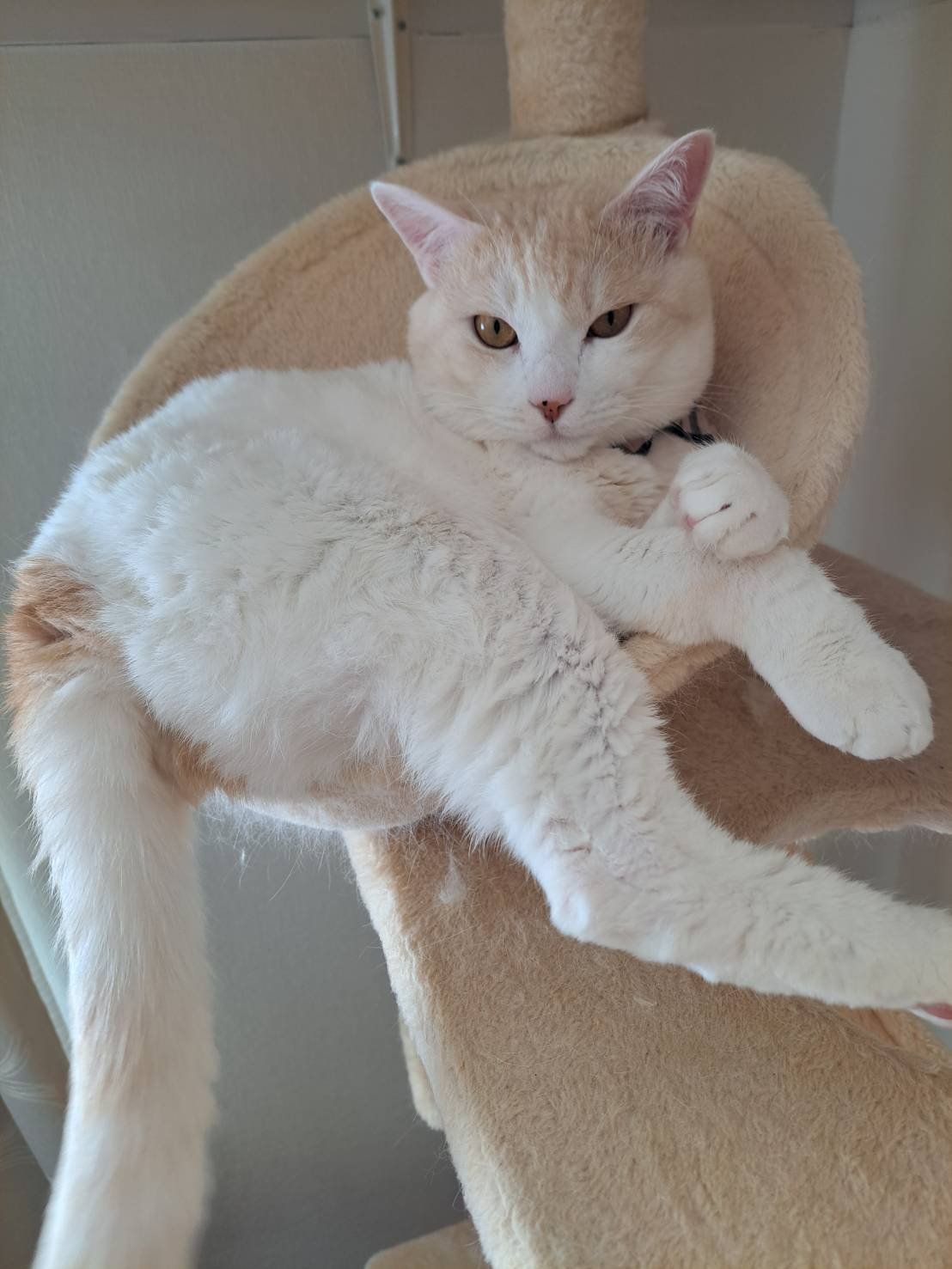 今日のねこの画像