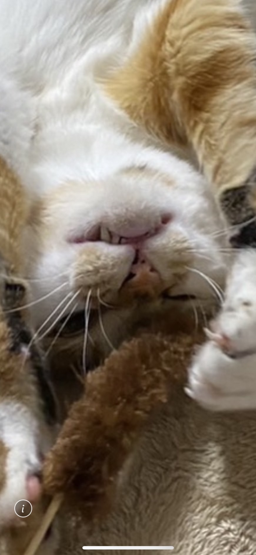 今日のねこの画像