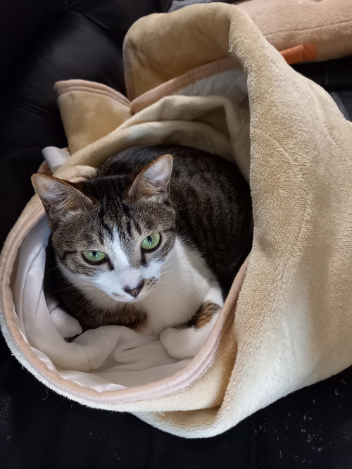 今日のねこの画像