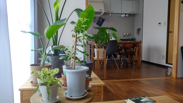 植物のある生活。生活の中に取り入れてみませんか？の画像