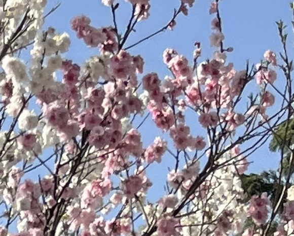 一本の木から紅白の花？!の画像