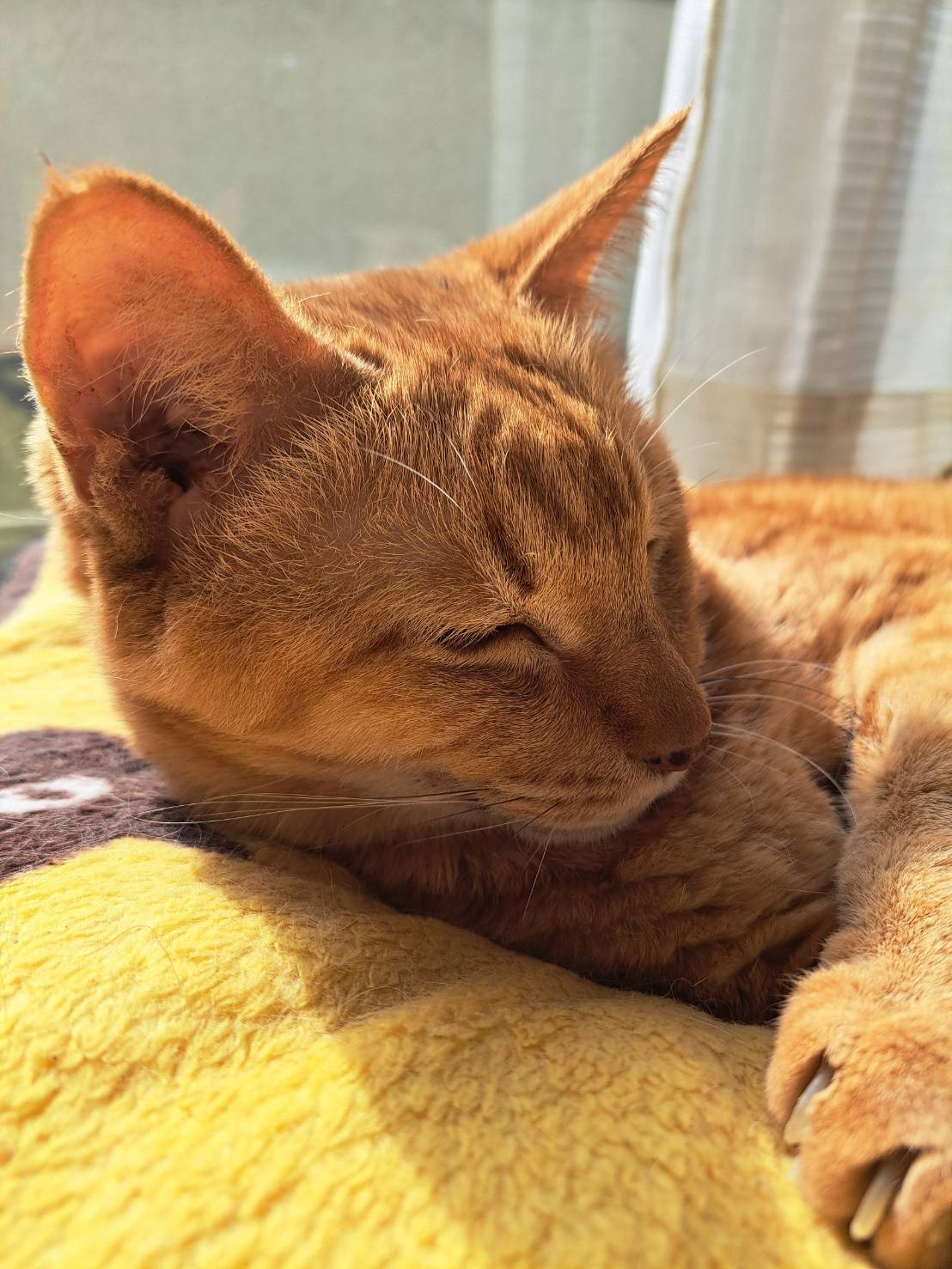 今日のねこの画像