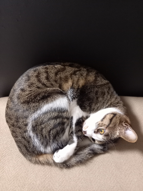 今日のねこの画像