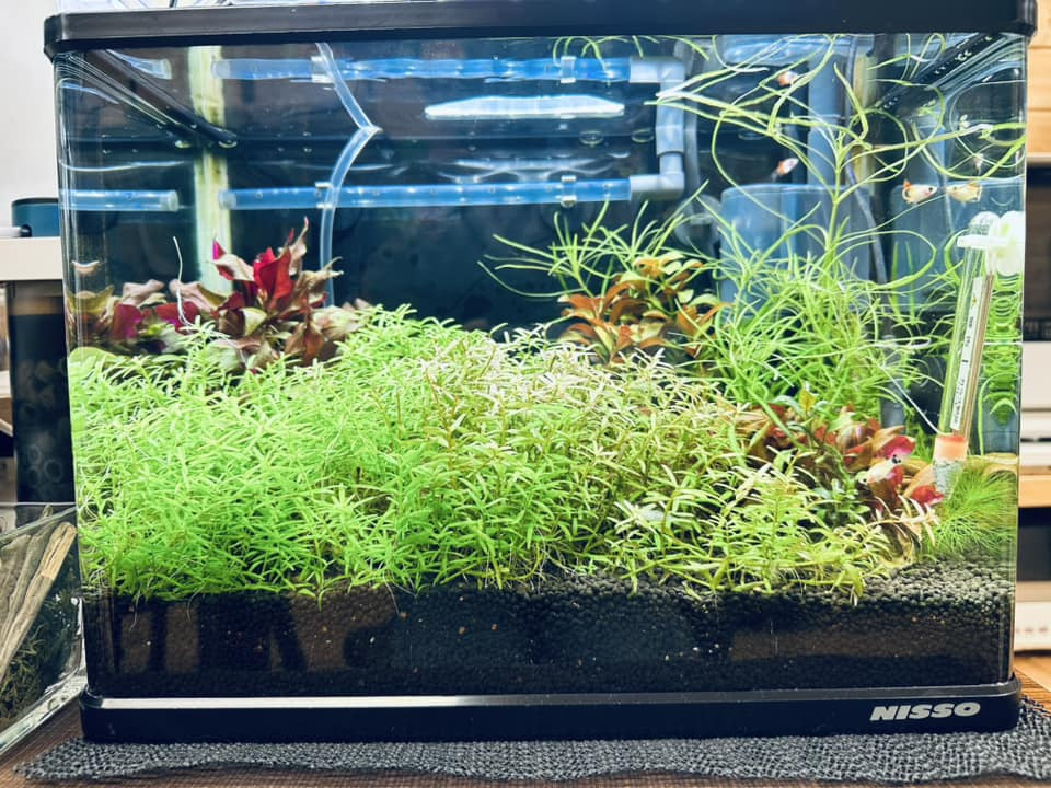 ここに来てよかった。の画像