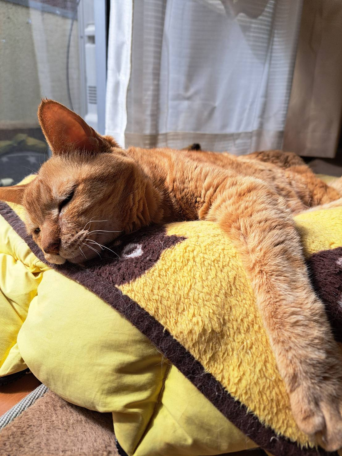 今日のねこの画像