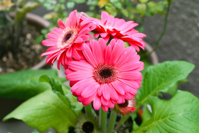 ベランダに花！！そしてお掃除を！の画像