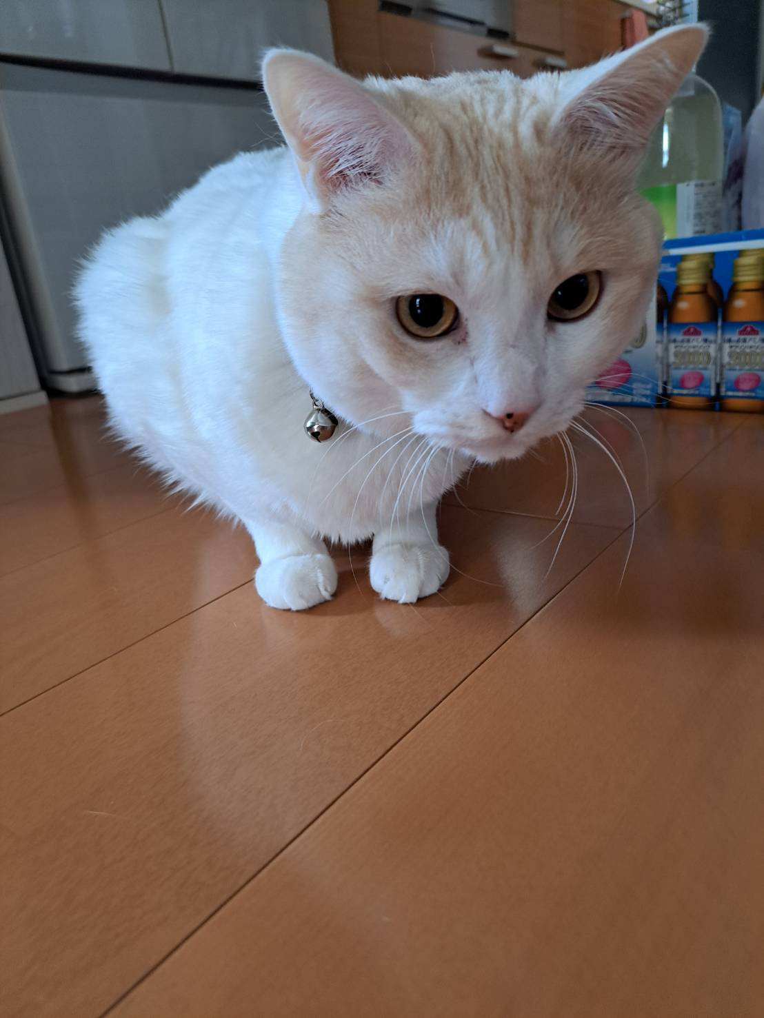 今日のねこの画像