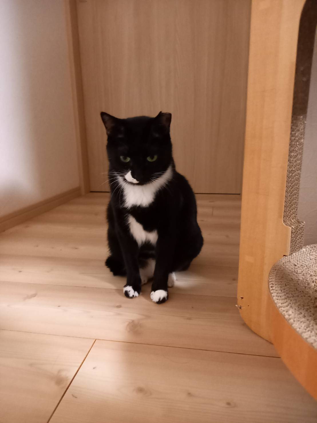 今日のねこの画像