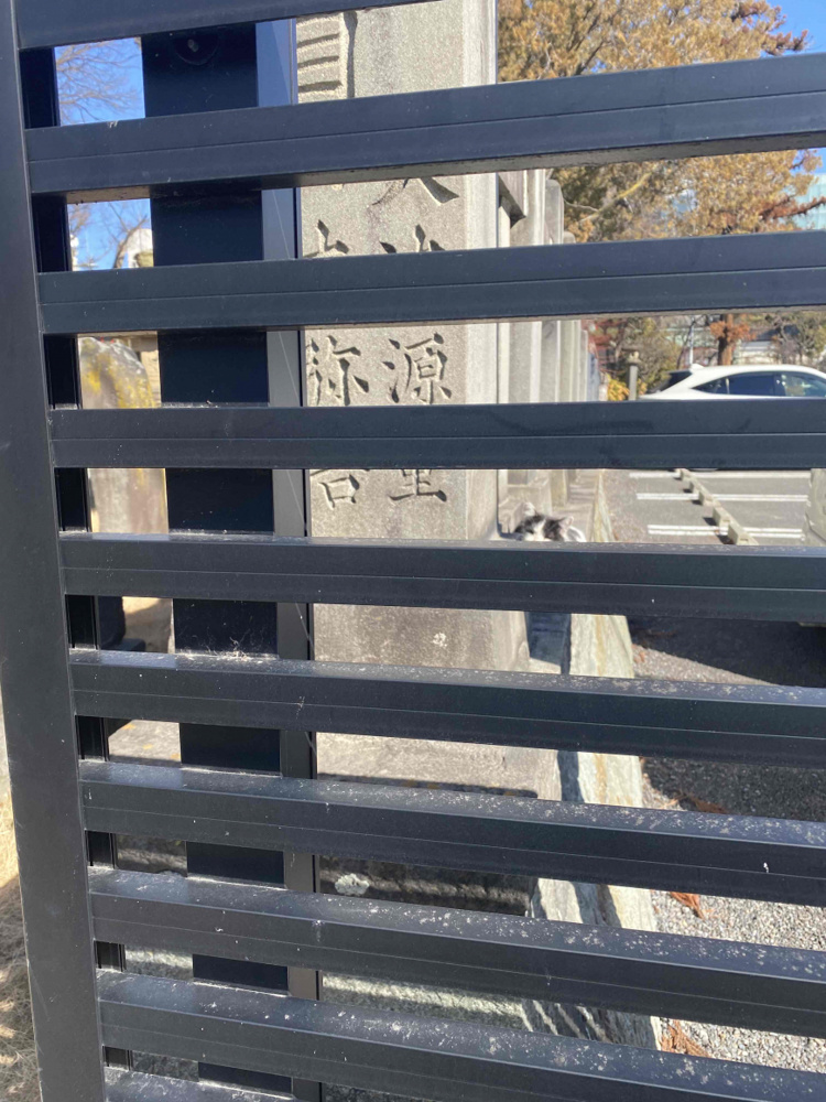 「本日の猫さん」の画像