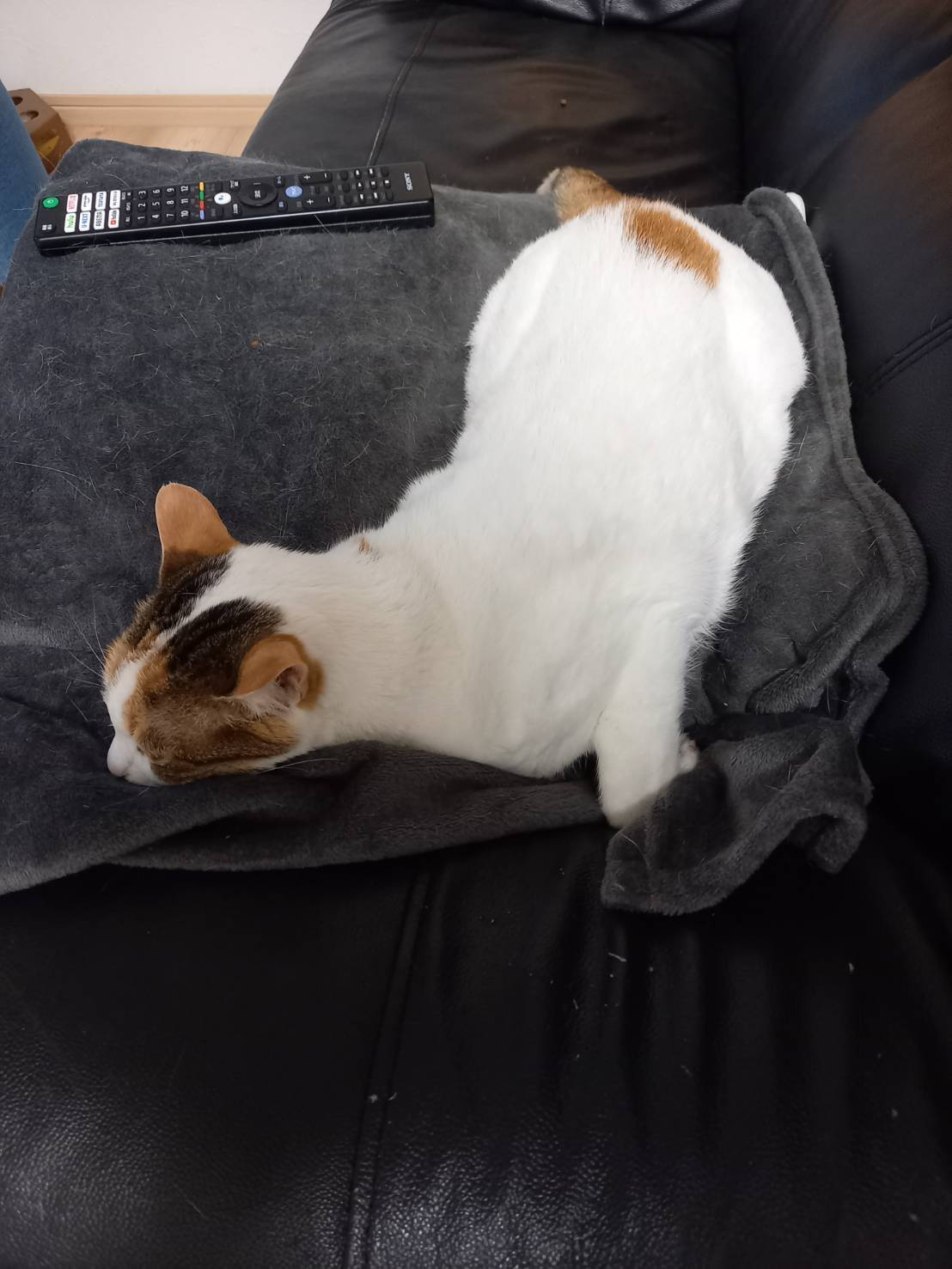 今日のねこの画像