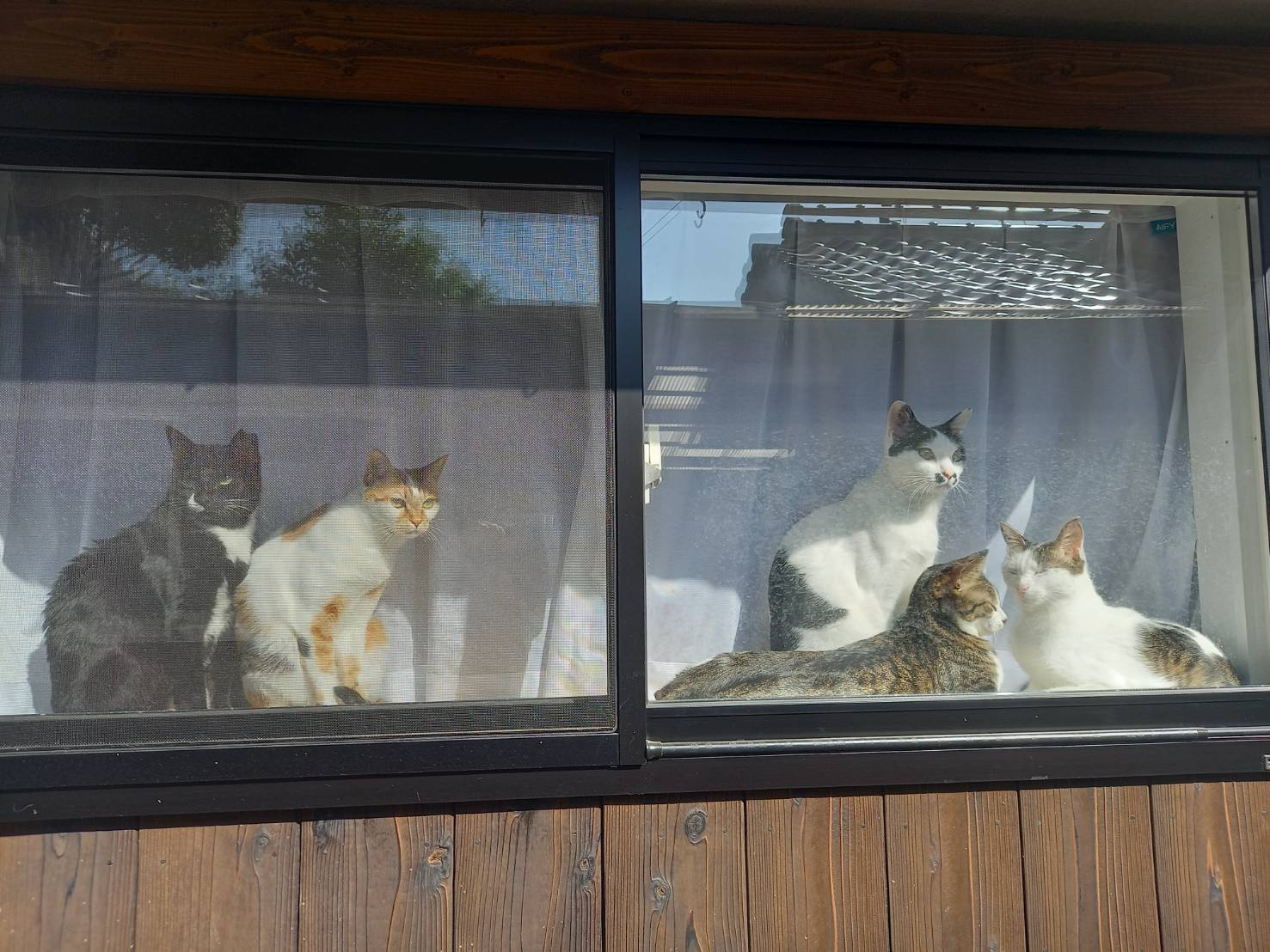 今日のねこの画像