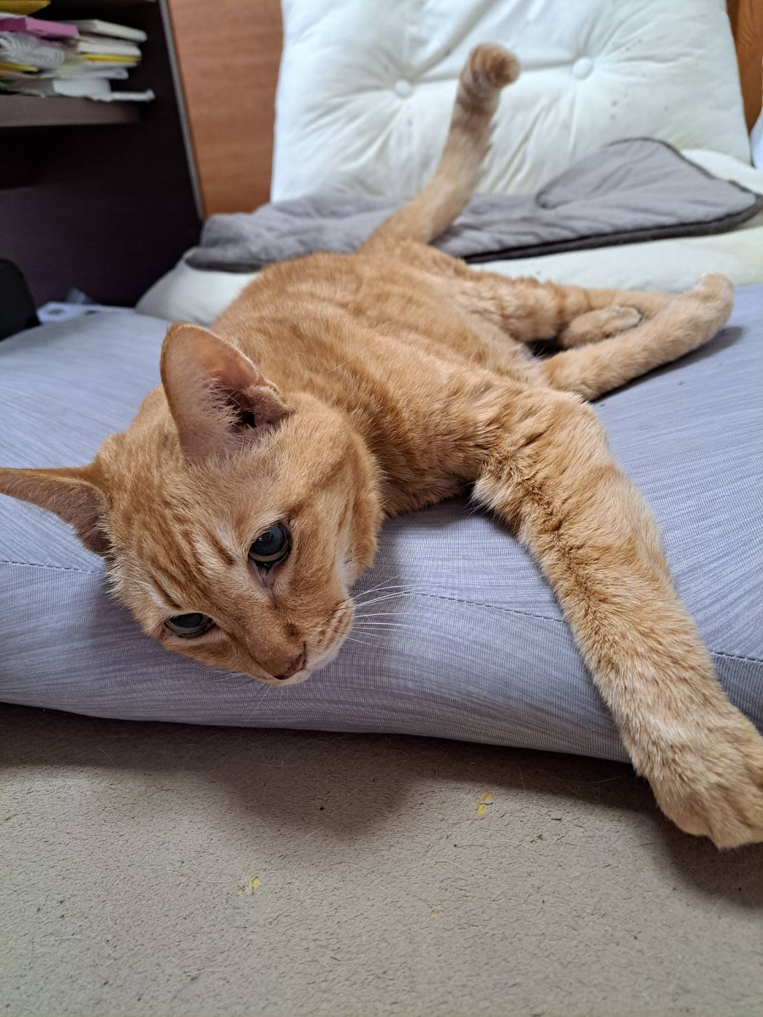 今日のねこの画像