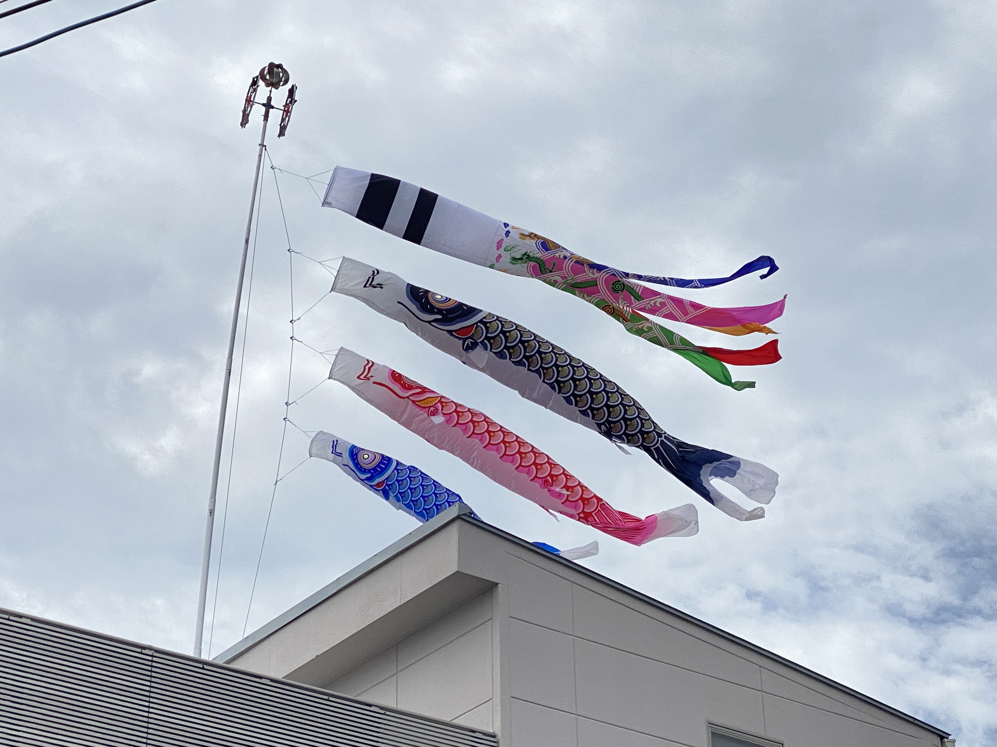 端午の節句の画像