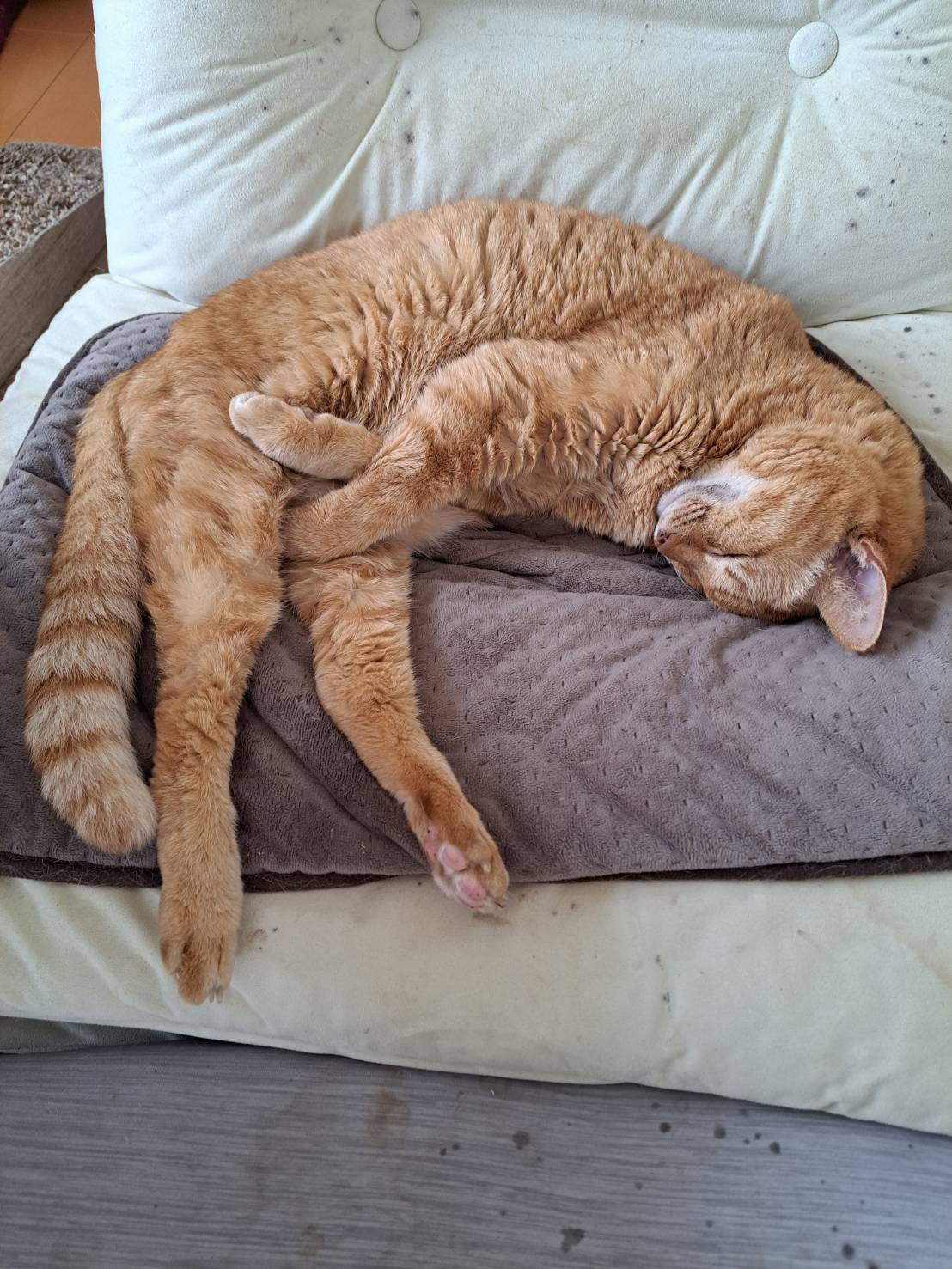 今日のねこの画像