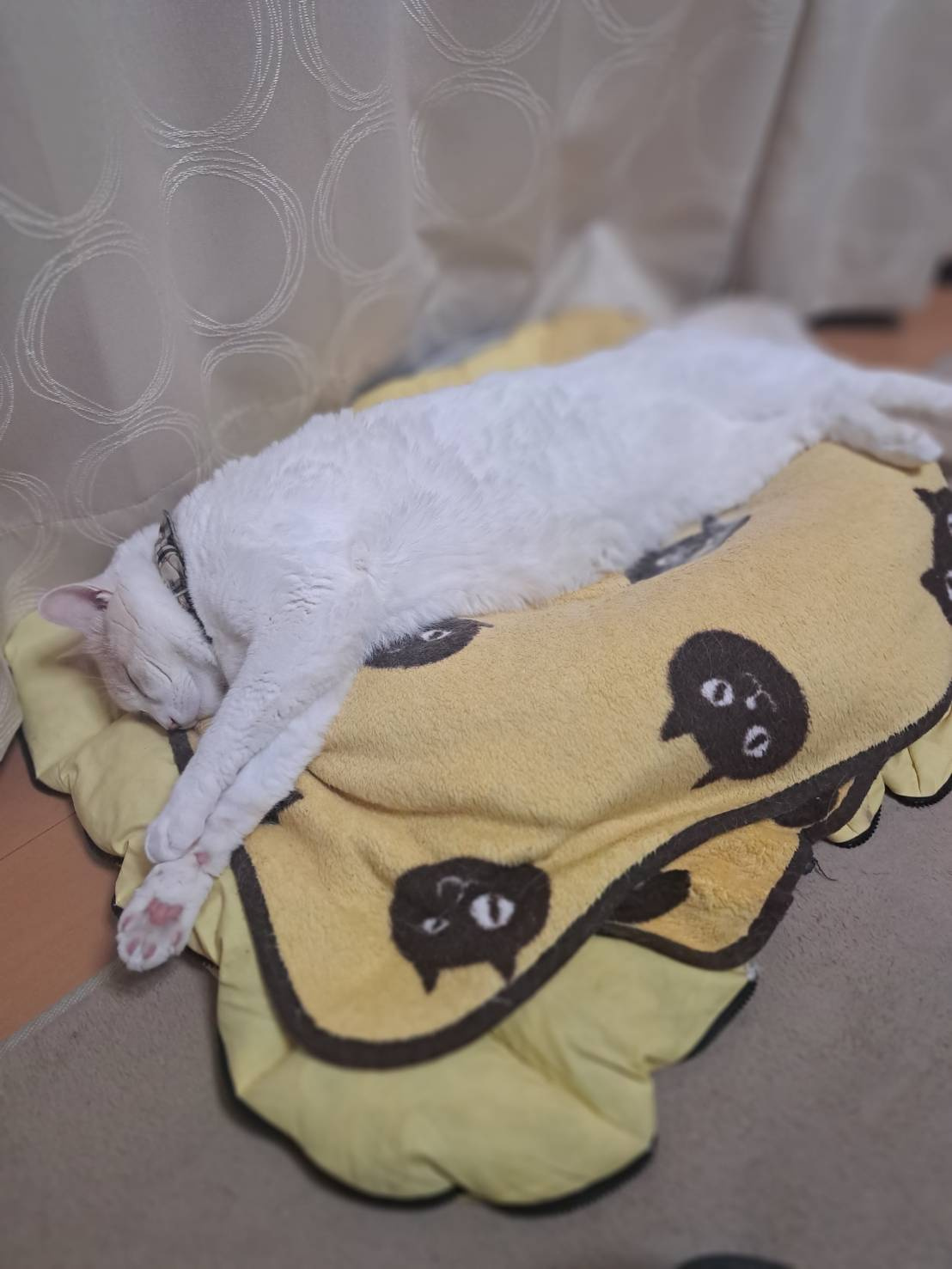 今日のねこの画像