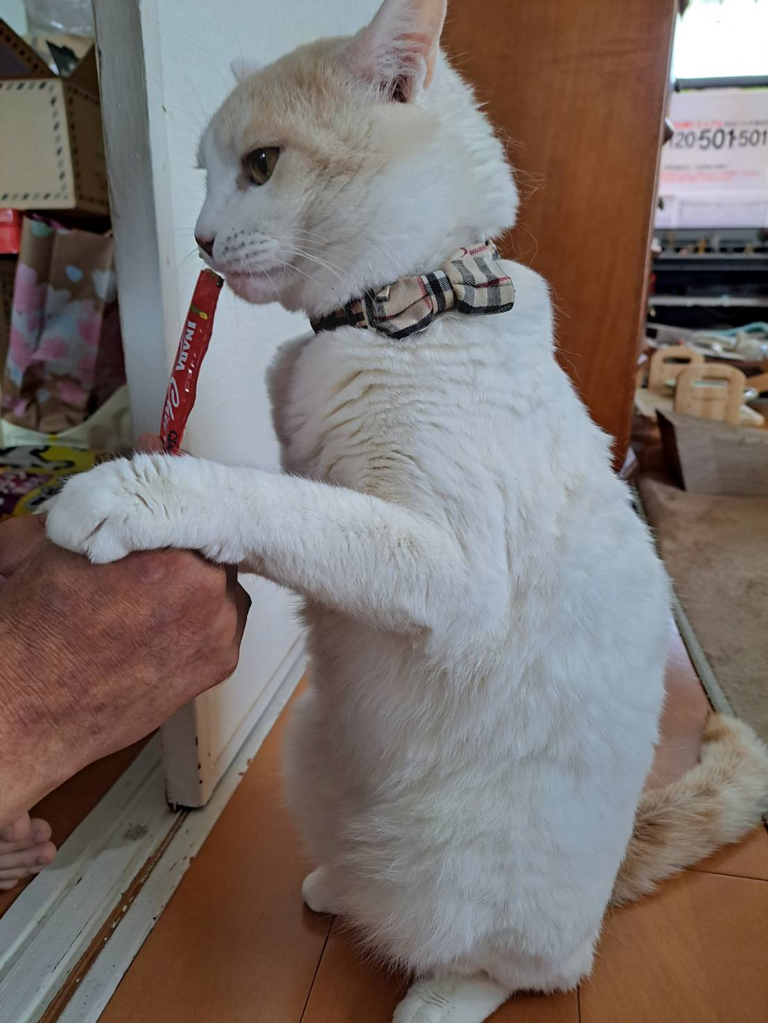 今日のねこの画像