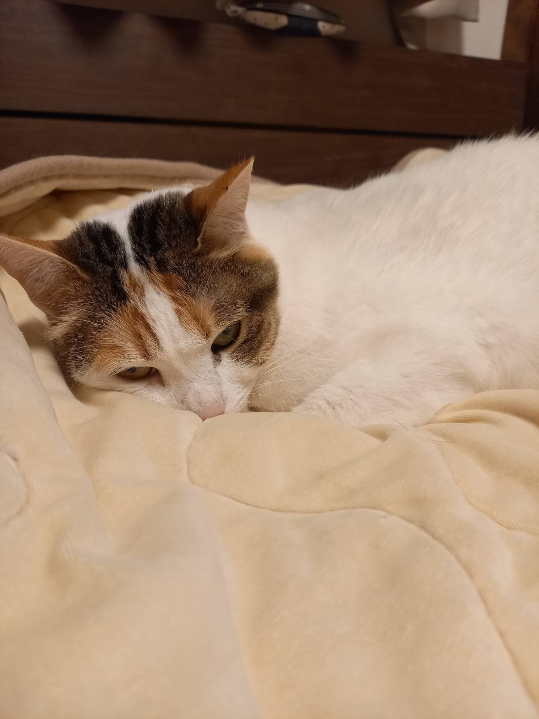 今日のねこの画像