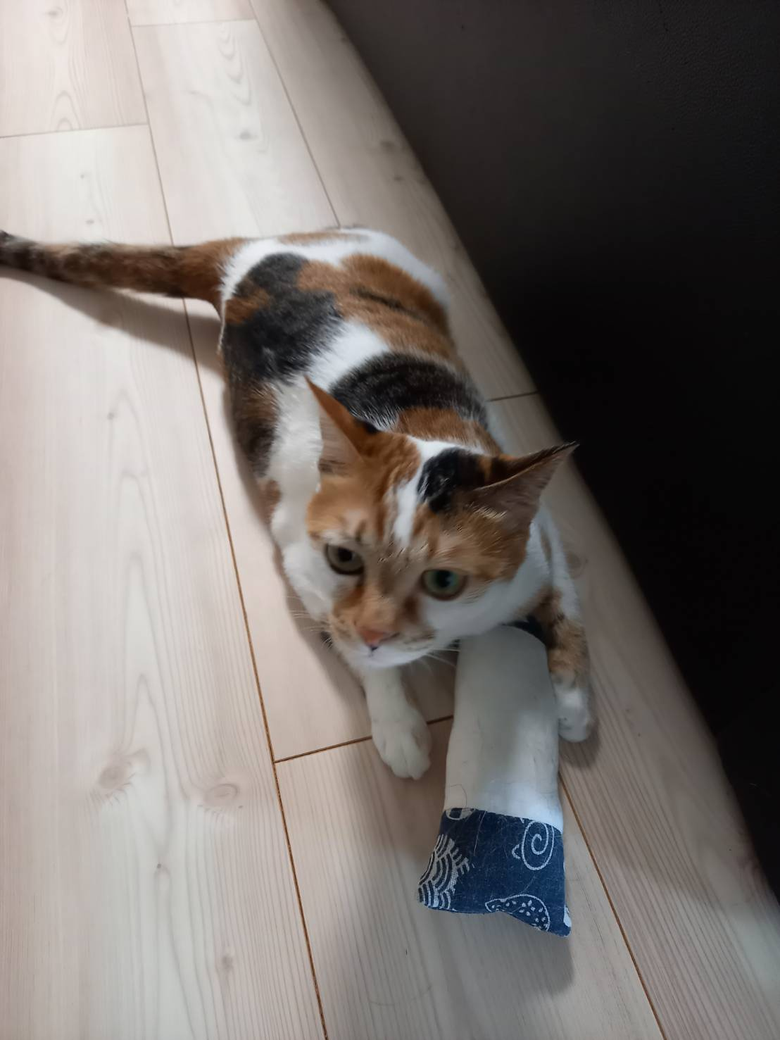 今日のねこの画像
