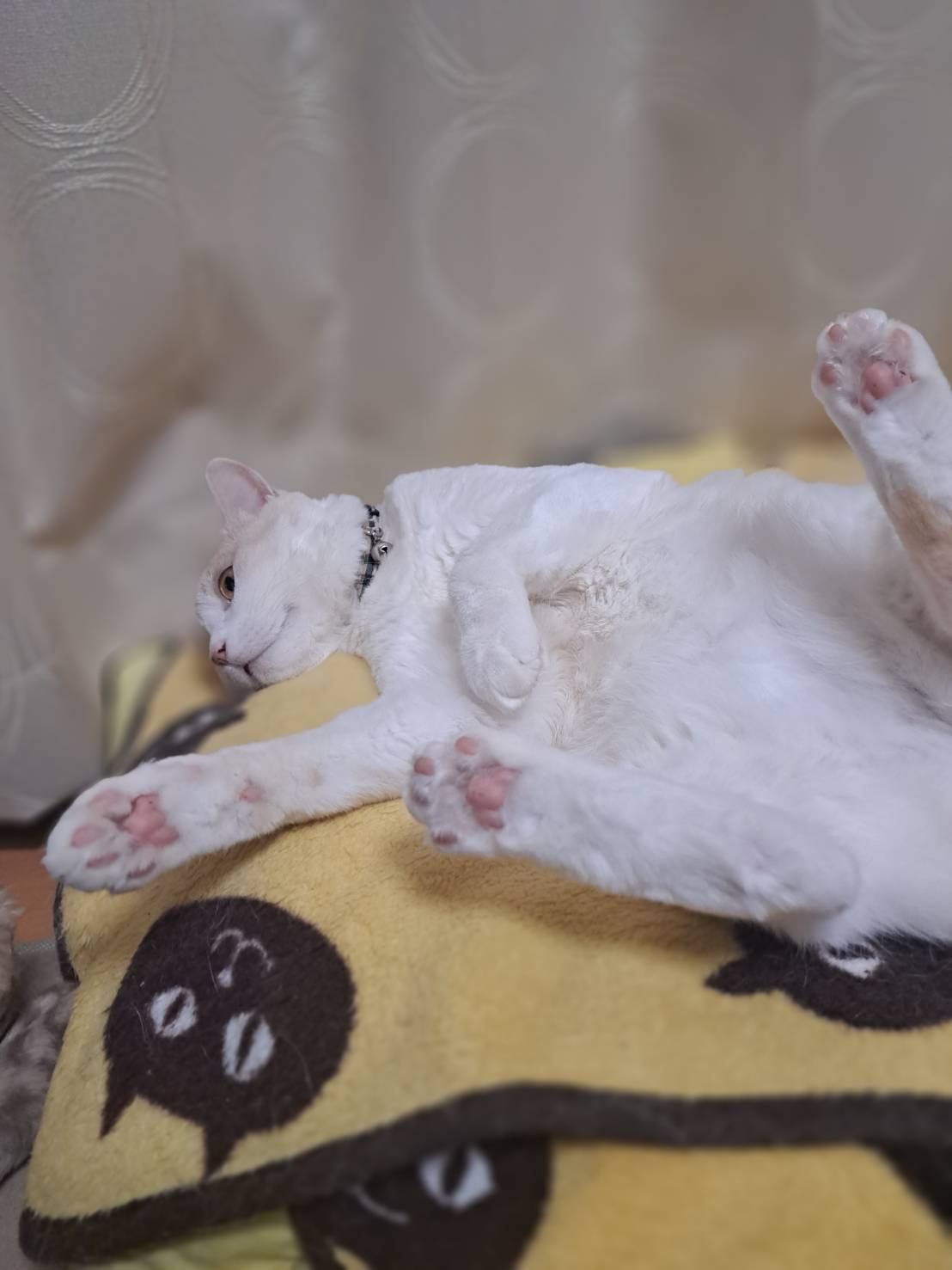 今日のねこの画像