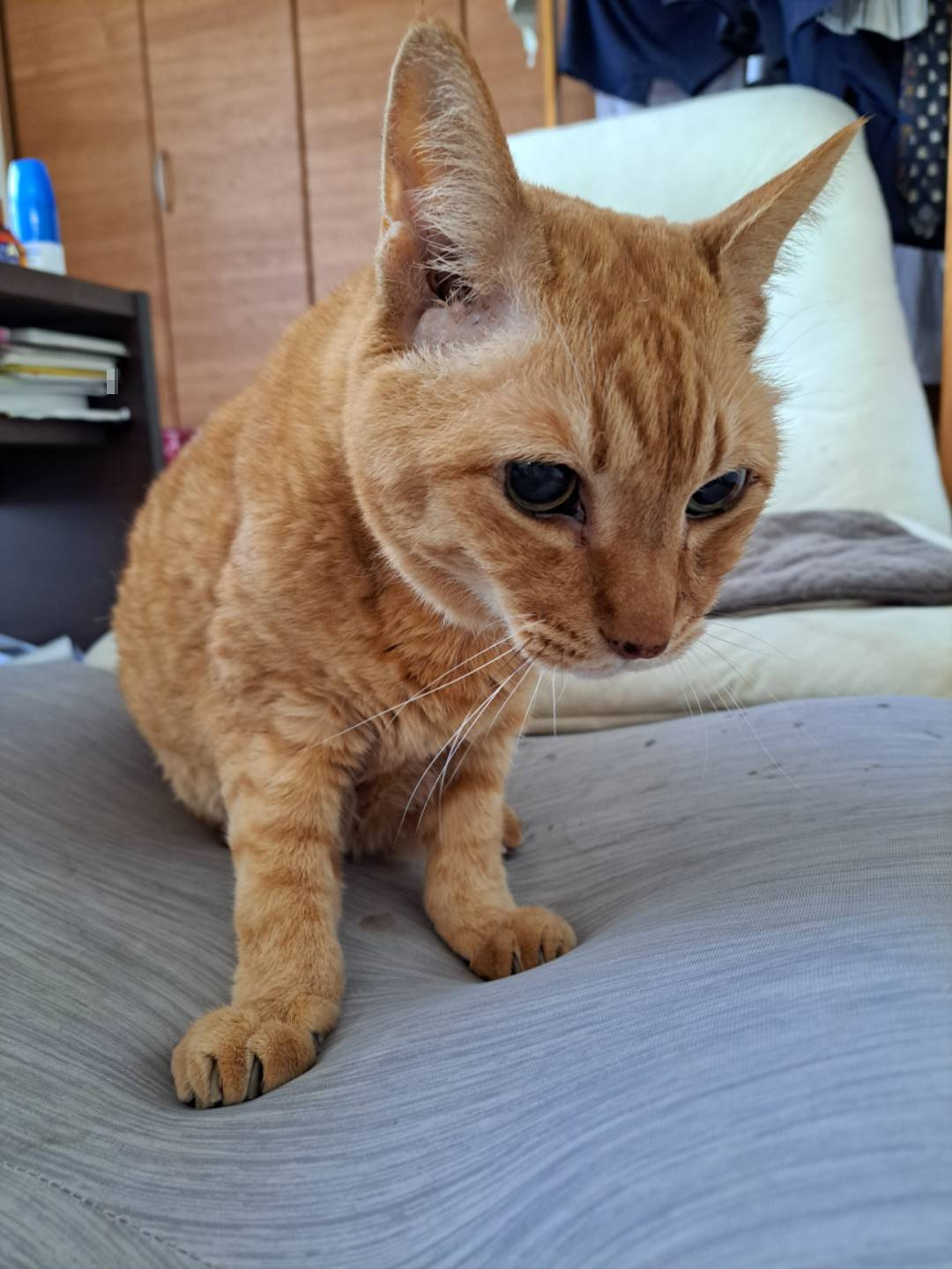 今日のねこの画像