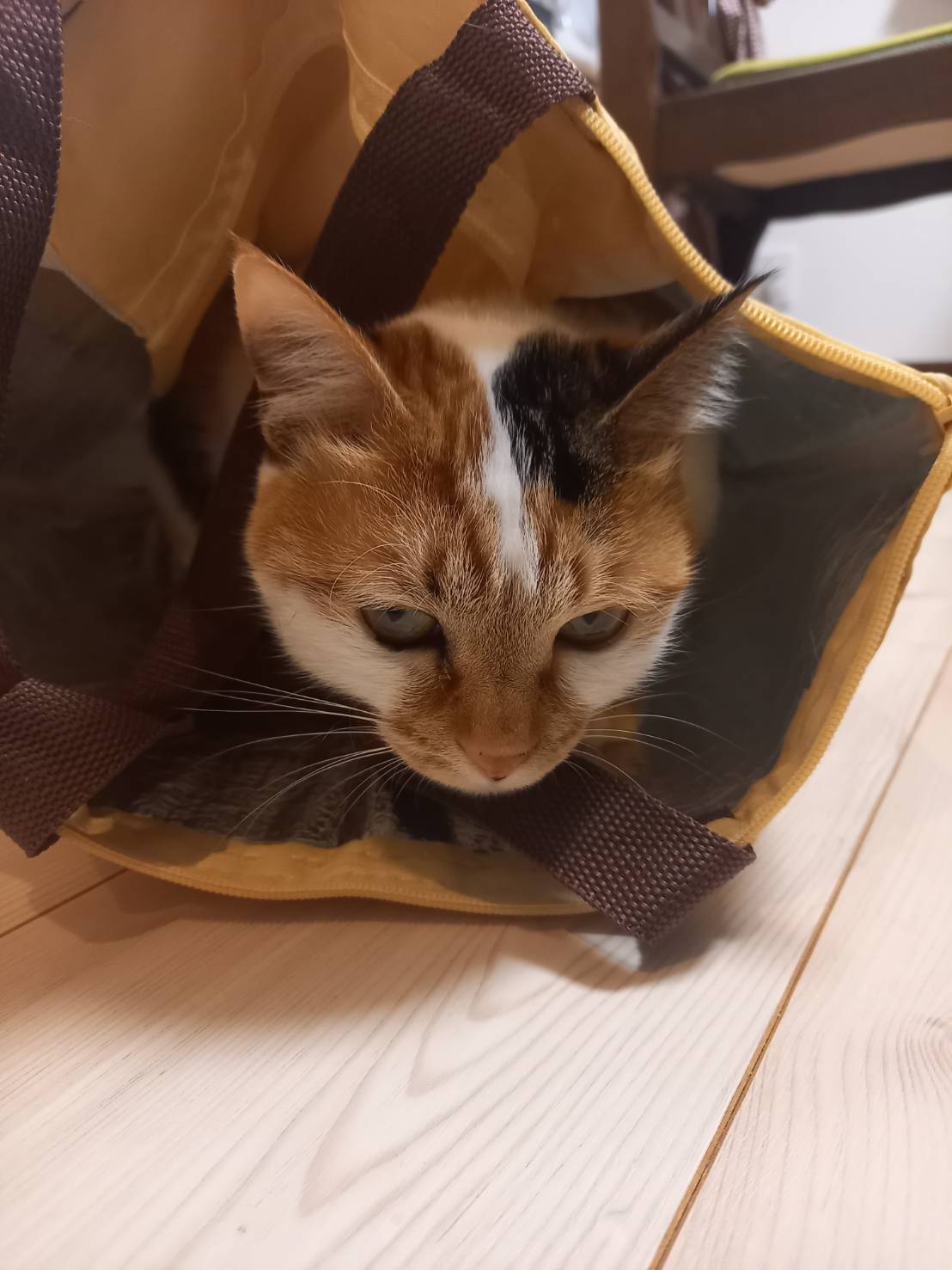 今日のねこの画像