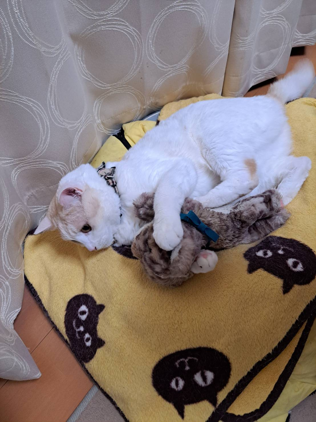 今日のねこの画像