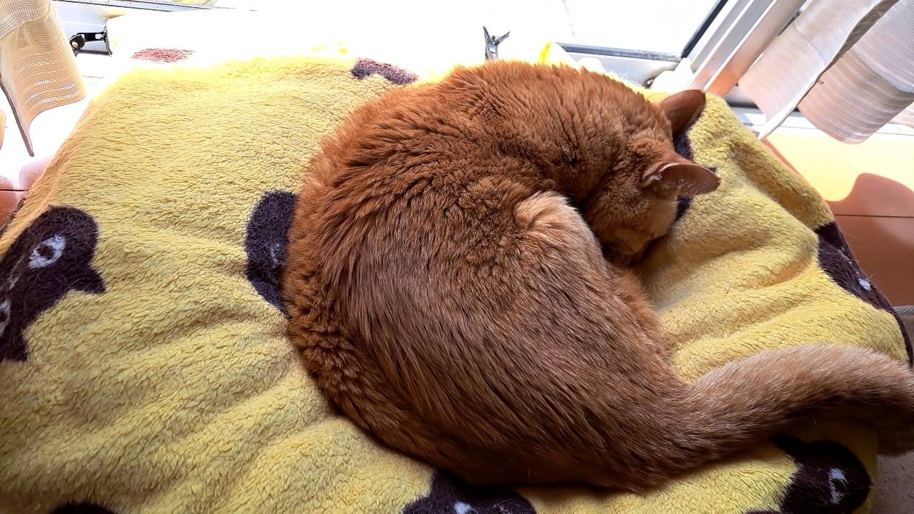 今日のねこの画像
