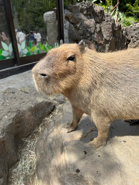 伊豆シャボテン動物公園の画像