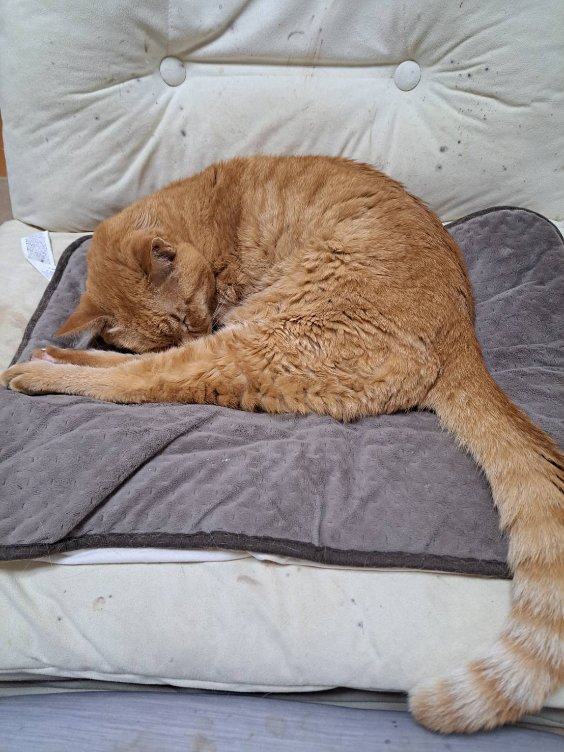今日のねこの画像