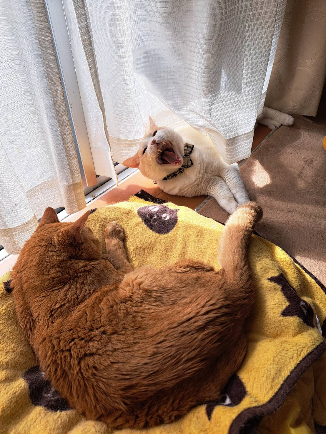 今日のねこの画像