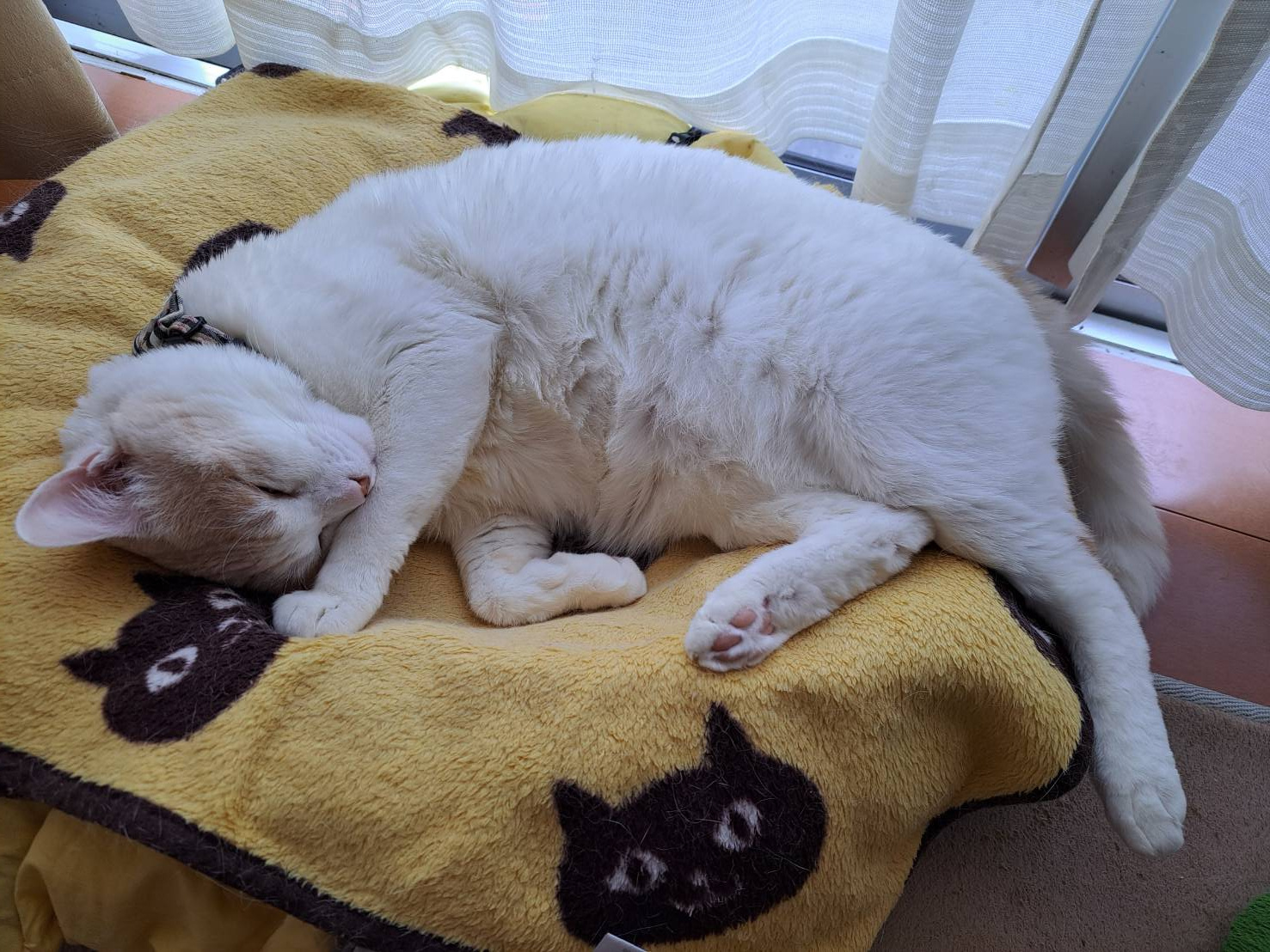 今日のねこの画像