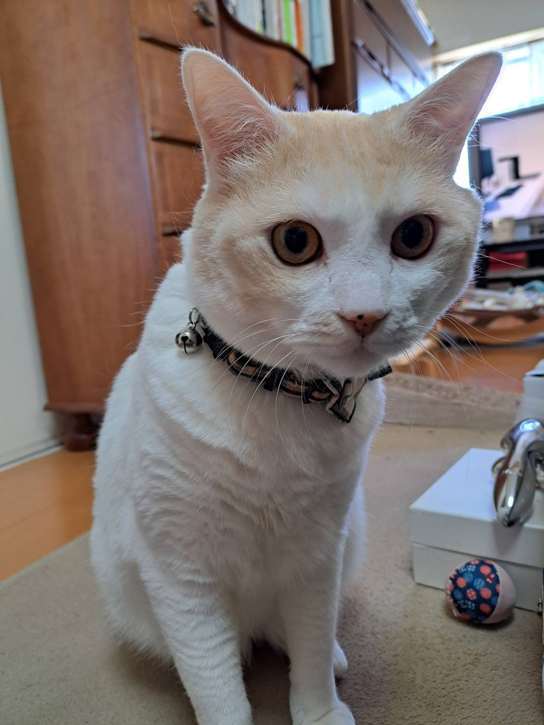 今日のねこの画像
