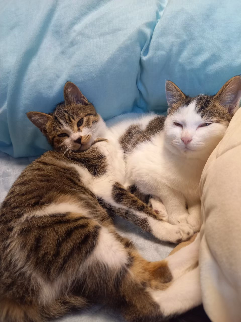 今日のねこの画像