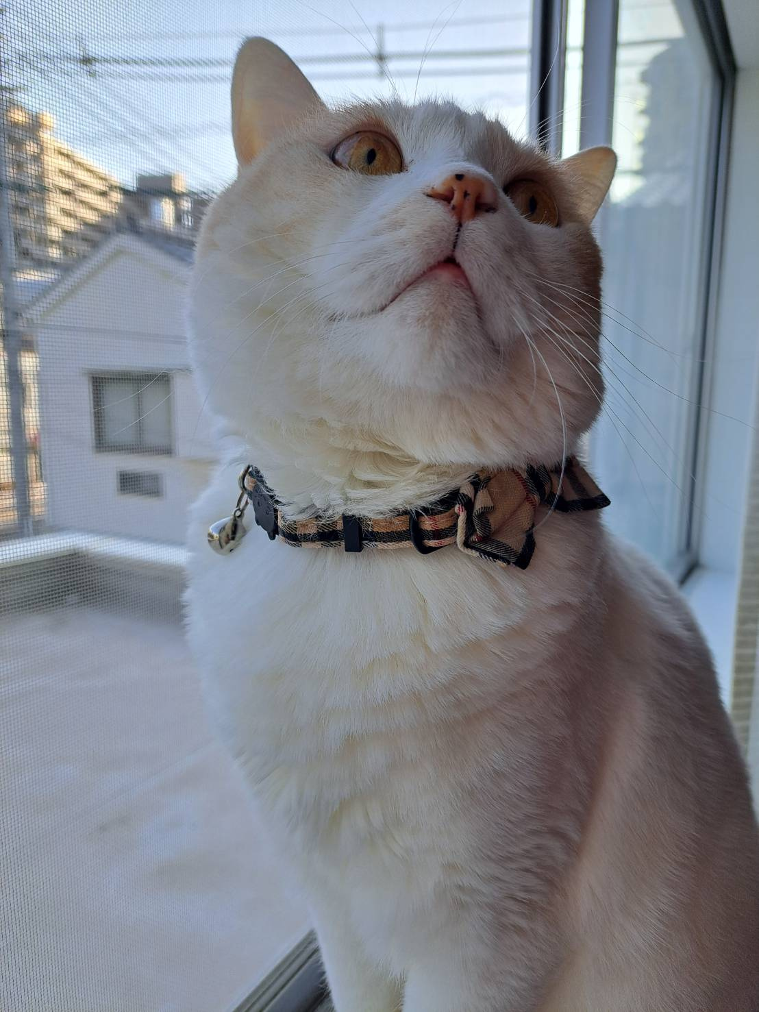 今日のねこの画像